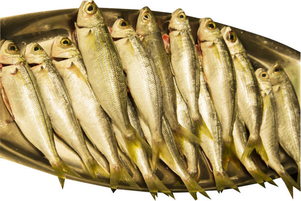 Bogue fish, also known as Boops boops, served on a tray