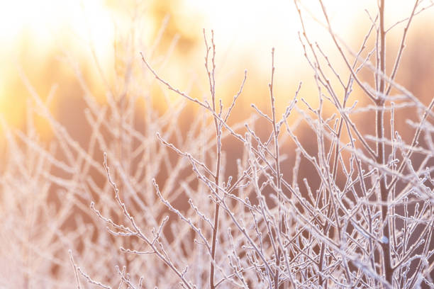 Frosty branches during a beautiful winter evening in rural Estonia, Northern Europe