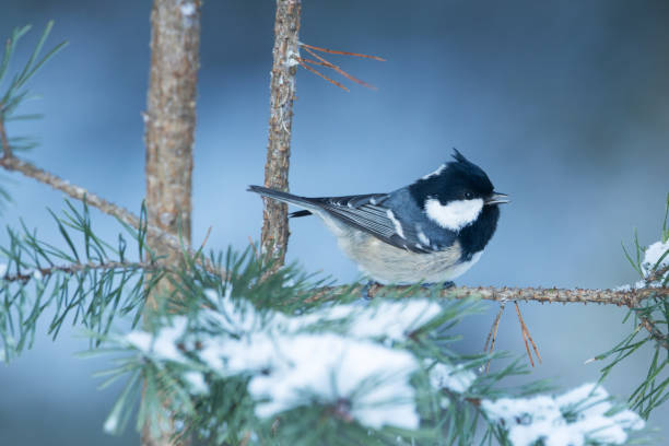 istock Coal tit perched on a Pine branch and singing on a winter day in a boreal forest in Estonia 2189653840