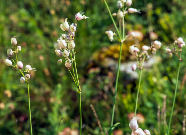 istock Silene vulgaris silt campion vesicularis on Mount Kalvarija in Nitra. Unique mountain ecosystems 2189654493