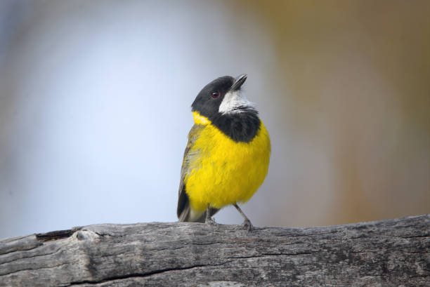 Golden Whistler (Western) In Aldinga Adelaide