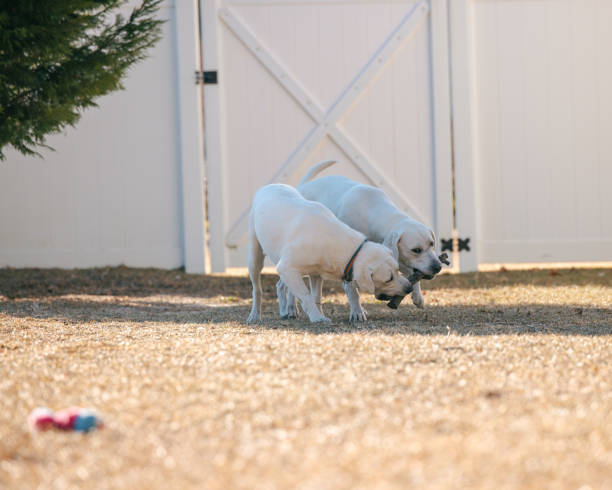 Pure White Labrador Puppies