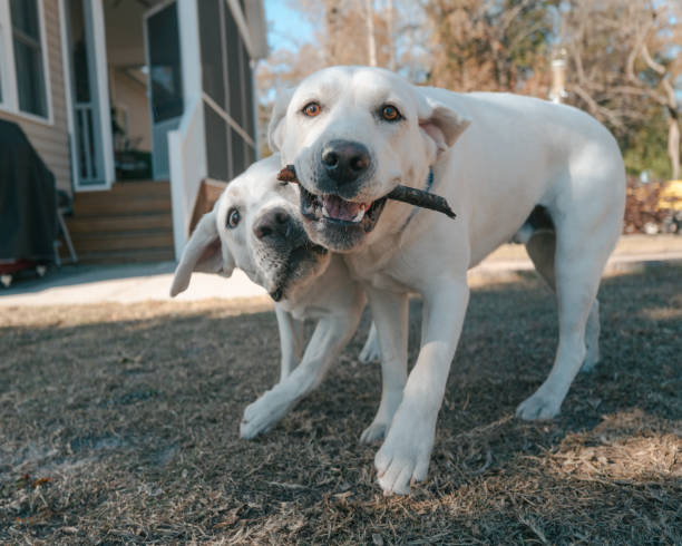 istock White Yellow Labrador - Backyard - One Year Old - Playing with Stick 2189656465