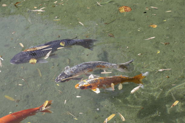 The photo shows several fish originating in Japan, also known as coi carps.