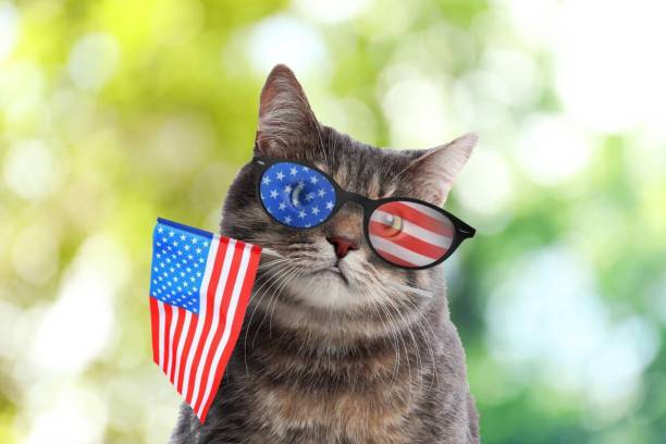 istock cat with sunglasses and American flag 2189657800