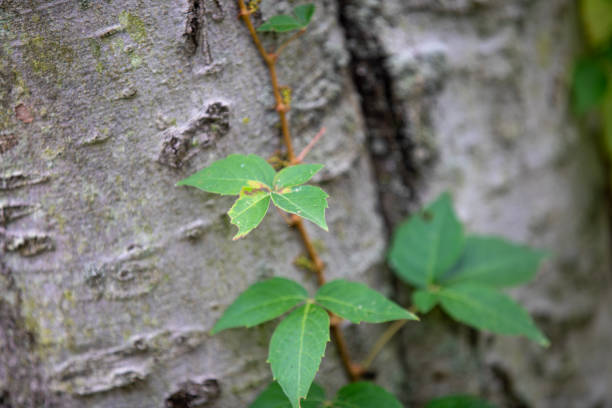 Selective focus on distinctive three leaves of a poison ivy plant. High quality photo
