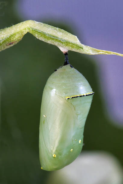 istock Extreme close-up of a monarch butterfly chrysalis. 2189659606