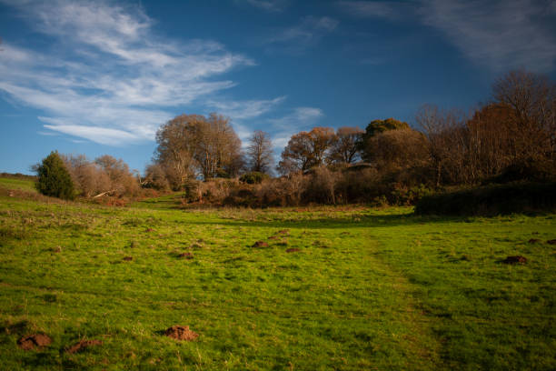 Rural landscape in autumn in Somerset, England