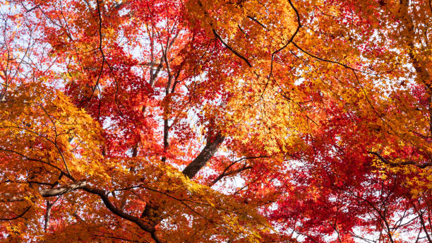 istock Beautiful Kyoto autumn leaves 2189667743