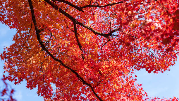 istock Beautiful Kyoto autumn leaves 2189667761