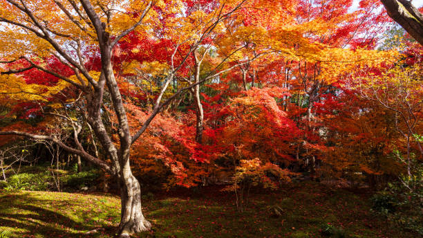 istock Beautiful Kyoto autumn leaves 2189667767