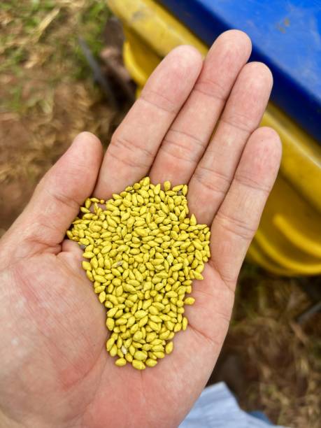 istock Nice grass seed high tecnology to pasture renovation 2189668322