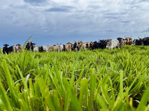 istock Herd of nellore bovine animals on high intensive grass system project. Livestock ranch. Megathyrsus maximus cv Mombaça 2189669278