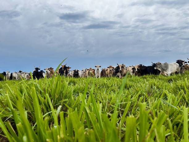 istock Herd of nellore bovine animals on high intensive grass system project. Livestock ranch. Megathyrsus maximus cv Mombaça 2189669347