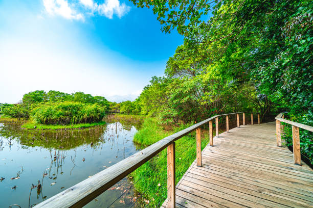 Boardwalk of tranquil landscape in Green Park