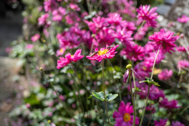 Yamagata, Japan. Vibrant pink flowers
