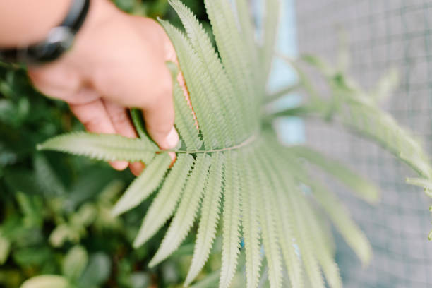 istock A decorative Sphaerostephanos unitus plant with lush green foliage, 2189674266