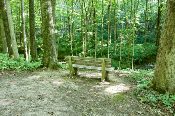 istock Wood Bench in the Forest 2189677001