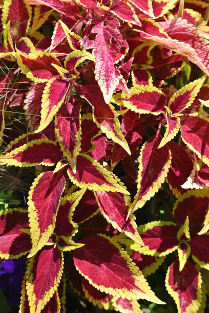 istock Plants with Colorful Leaves 2189677554