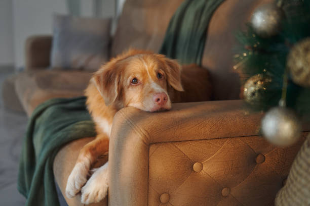 istock Dog lounging by holiday lights 2189678215