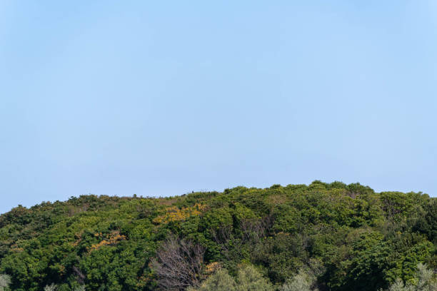 Landscape of trees surrounded by mountains