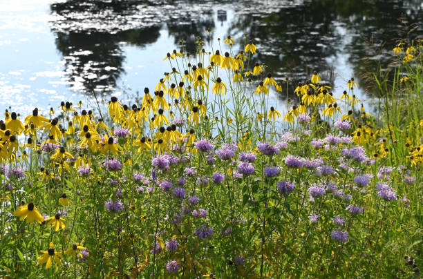 istock Wildflowers by the Pond 2189679200