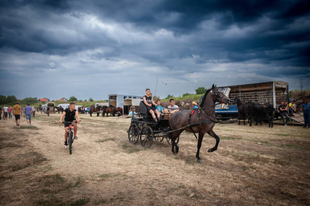 Ruma, Serbia - June 25, 2024: Picture of men driving a fiacre with whit horses in the Rumska Straparijada market, with a horse ready to pull a trunk. This image captures a scene at the Rumska Straparijada, focusing on two coachmen steering a stagecoach pulled by horses. The event is a traditional Serbian agricultural market known for its focus on horses, highlighting the deep-rooted cultural heritage of rural Serbia.
