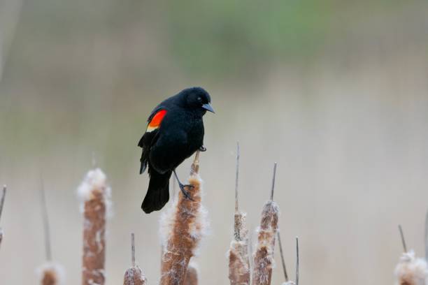 istock Red-winged blackbird balances on end of cattail looking down 2189687144