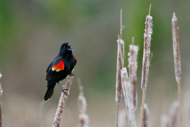 istock Adult male blackbird sings, beak open, while perching on a cattail in a marsh 2189687146