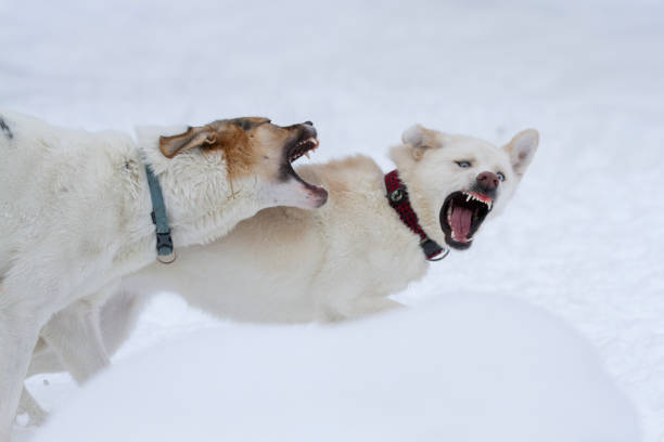 White dogs play-fighting with each other. Dogs play.