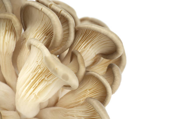 istock Fresh Pleurotus Mushrooms on White Background 2189693521