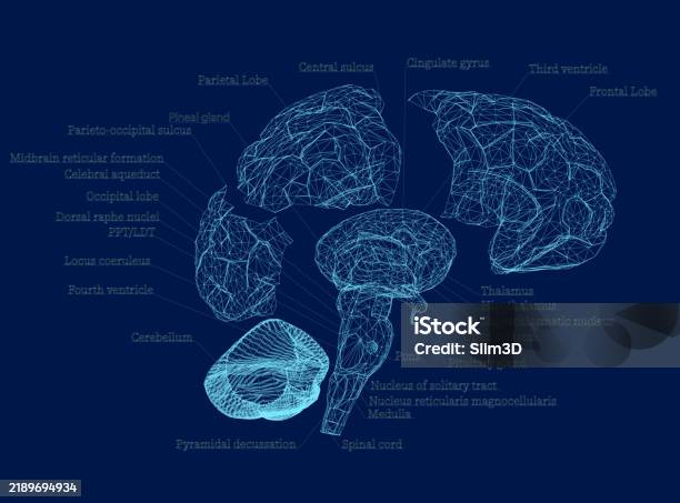 Human Brain Square Stack Wireframe Structure Of Human Brain Section Schematic Vector Stock ...