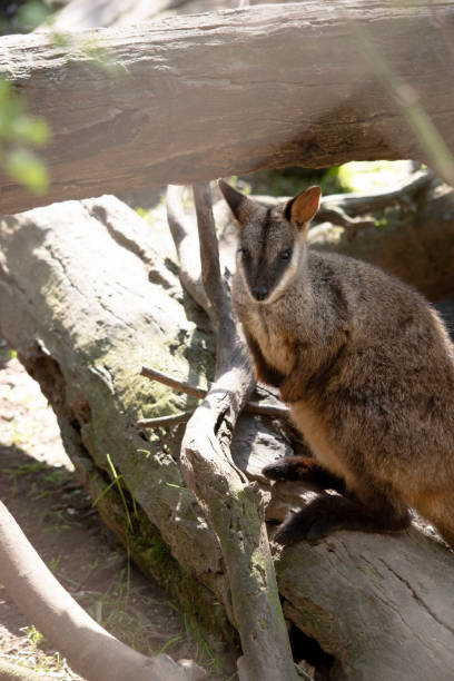 istock The southern Brush-tailed Rock-wallaby  is standing on a log 2189697365