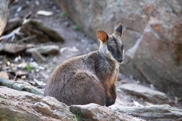 istock the southern brush tailed rock wallaby is on a rockery 2189697689