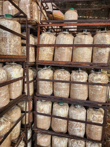 istock Close up of mushroom farm 2189704379