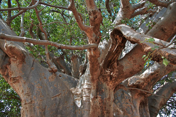 istock The big baobab tree in Senegal 2189704928