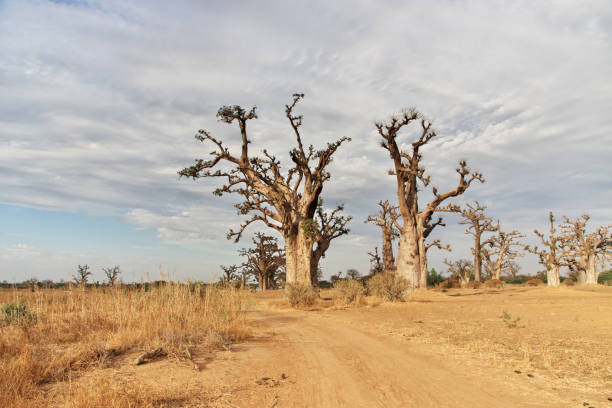 Baobab Grove close Dakar, Senegal, West Africa