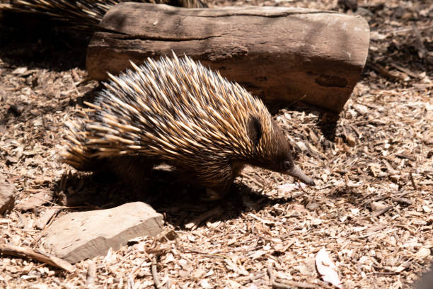 istock the echidna is looking for ants to eat 2189705241