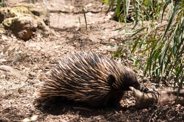 istock the echidna is looking for ants to eat 2189705277