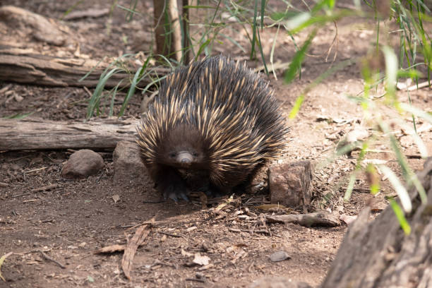 istock the echidna is looking for ants to eat 2189705294