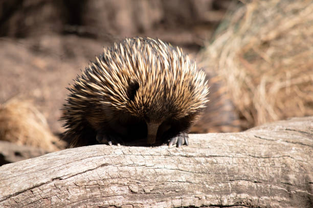 The short nosed echidna has strong-clawed feet and spines on the upper part of a brownish body.