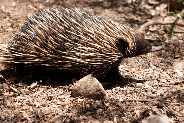 istock the echidna is looking for ants to eat 2189705380