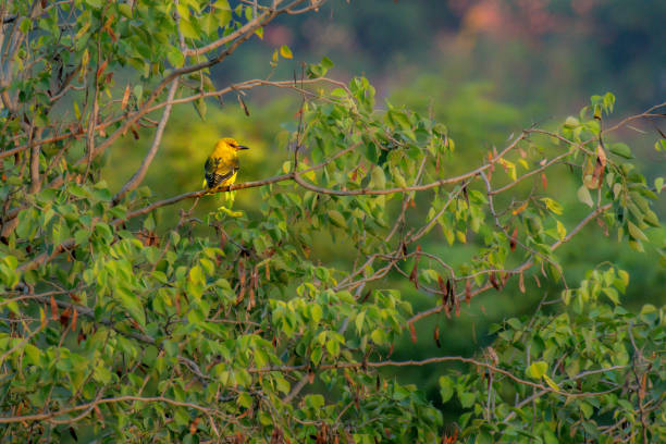 Indian Golden Oriole on the tree in forest