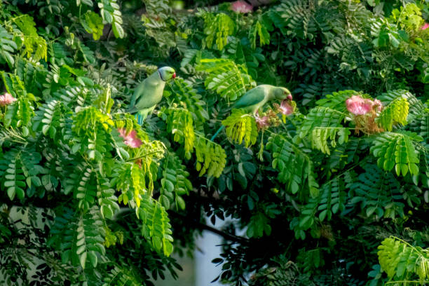 istock Rose ringed Parakeets enjoying food on the tree 2189706272