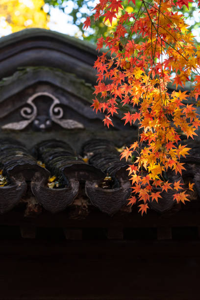 istock Red maple leaves under the eaves in a park in Shanghai 2189706750