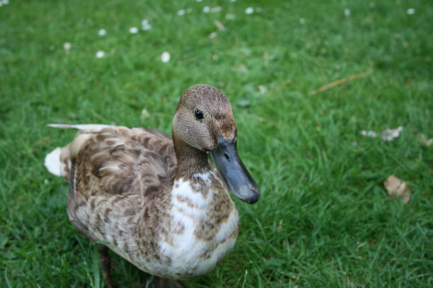 Duck - Bird,Walking,Food,Animal,Bird,Cute,Nature,Goose - Bird,Water,Lake,Animal Wildlife
