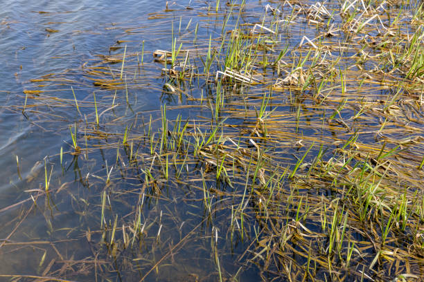 istock dark muddy lake water in winter without snow 2189710839