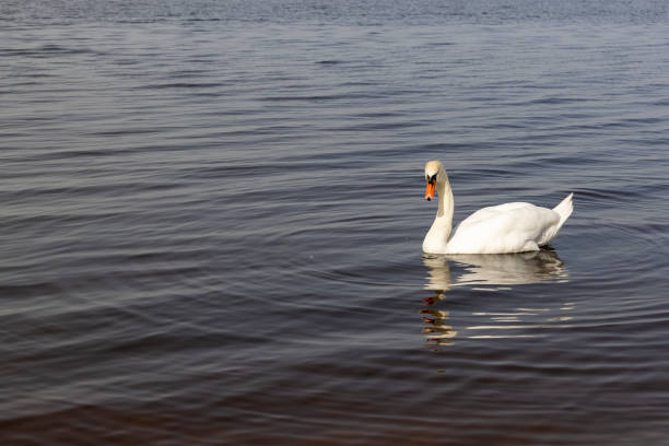 istock A white swan swims on the lake in early spring 2189710854