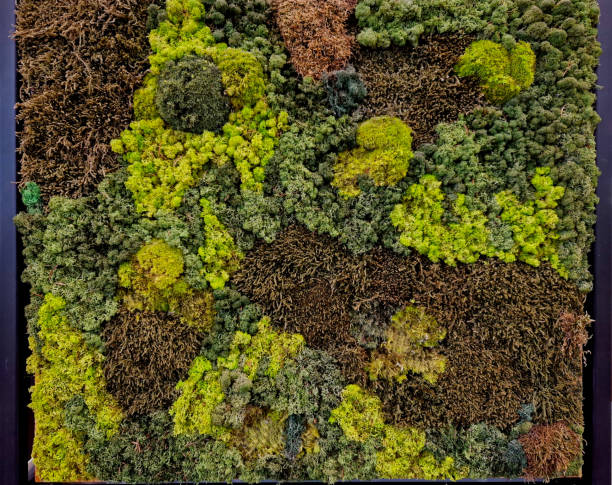 istock abstract composition moss painting is created from flat and mounded moss in various shades of green, mummified with permanent colors that do not fade 2189711534