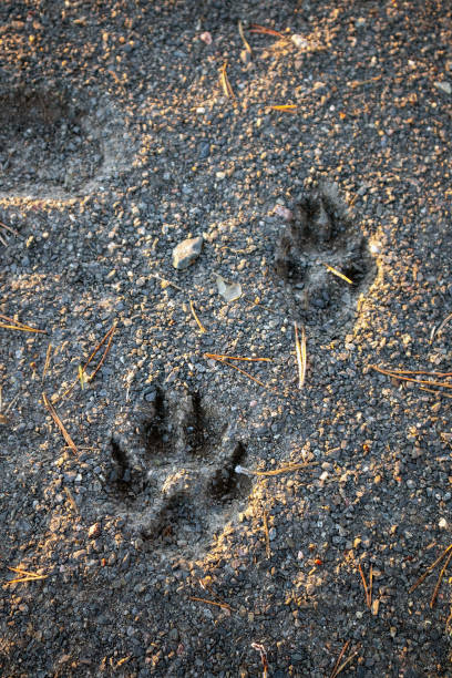 istock dog paw prints on frozen ground 2189715183
